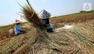 Harapan Daerah Lumbung Beras Usai UU Reforma Agraria Disahkan