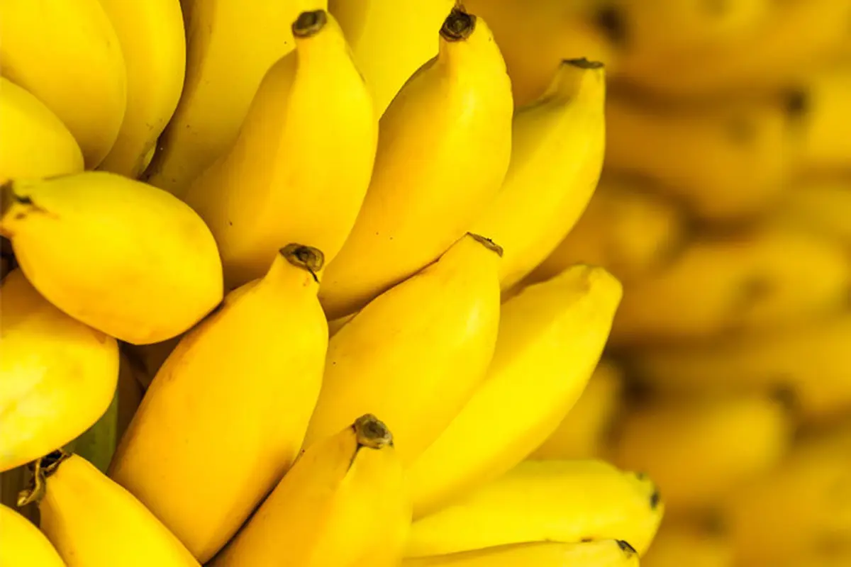 [Bintang] Ilustrasi Buah Pisang