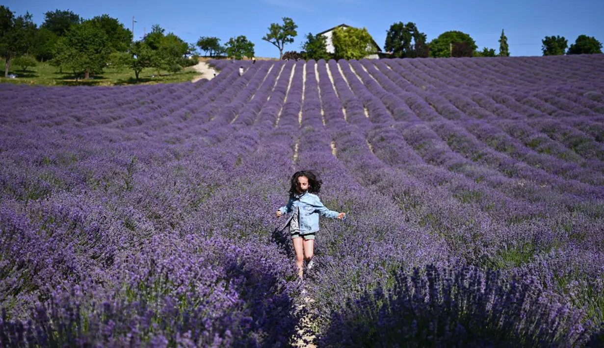 Seorang gadis muda berlari di ladang lavender di Sale San Giovanni, Cuneo, Italia, 29 Juni 2021. Bunga lavender bermekaran menyajikan pemandangan yang indah. (MARCO BERTORELLO/AFP)