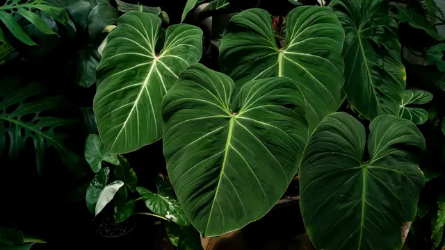 Philodendron