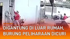 Aksi dua orang oknum pria curi burung peliharaan terekam CCTV