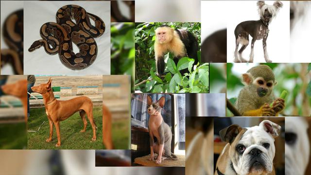 12 Hewan Piaraan Mahal Yang Dijual Di Toko Binatang Global Liputan6 Com
