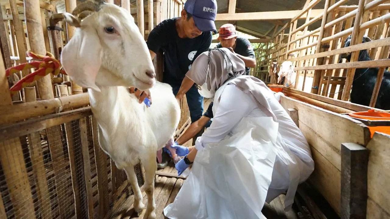 Bupati Banyuwangi ipuk Fiestiandani memeras susu kambing etawa. (Istimewa)