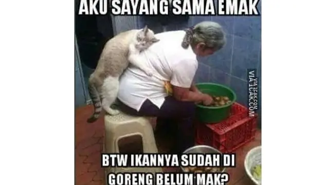 6 Kelakuan Orang Manjain Kucing Ini Bikin Ngakak