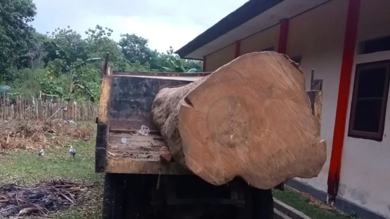 Petugas mengamankan kayu hasil pembalakan liar di kawasan Cagar Alam (CA) Napabalano, Kabupaten Muna, Provinsi Sulawesi Tenggara (Sultra), Sabtu (21/2/2026) (Istimewa)