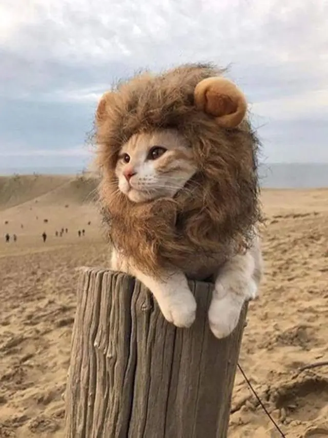 Potret 6 Kucing Bergaya Bak Singa Ini Bikin Makin Gemas