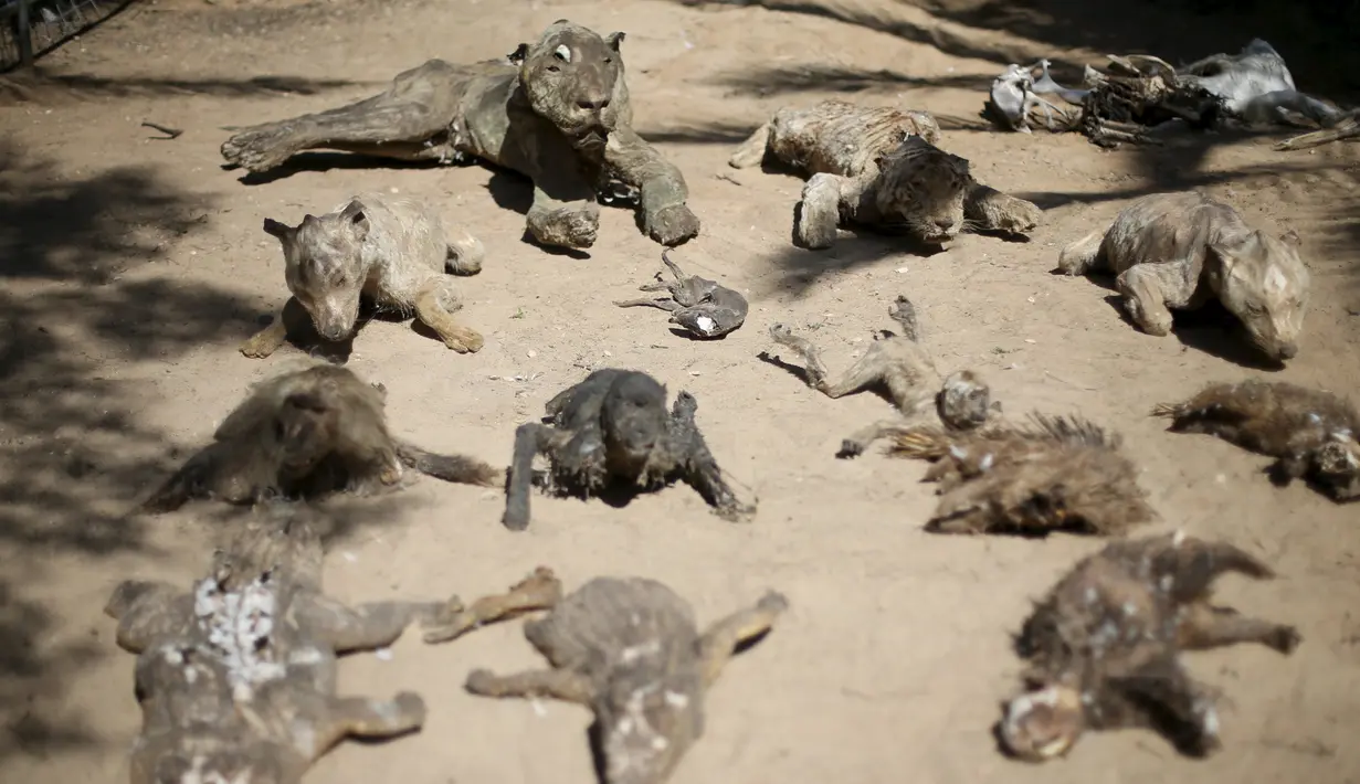 Pemilik kebun binatang di Jalur Gaza, Mohammed Oueida memperlihatkan binatang yang mati mengering akibat perang yang terjadi di kawasan tersebut selama tahun 2014, Palestina, Senin (7/3/2016). (Reuters/ Ibraheem Abu Mustafa)