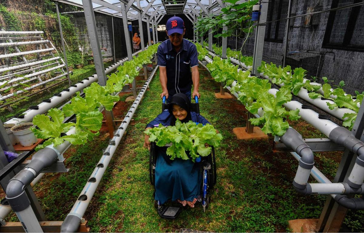 Murid difabel panen selada air di kebun hidroponik YPAC