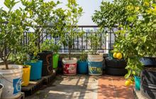 7 Inspirasi Kebun Jeruk Nipis Hemat di Teras Rumah untuk Kebutuhan Dapur