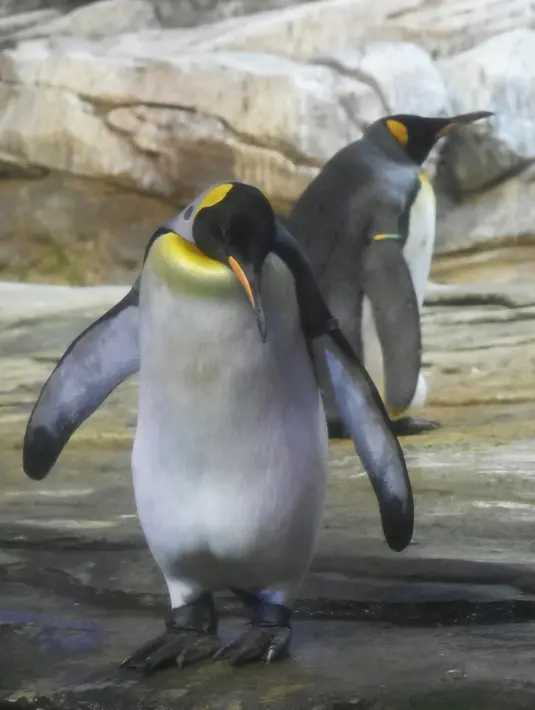 Penguin raja jantan, Skipper (kanan) dan pasangan sejenisnya, Ping terlihat dalam kandang mereka di Kebun Binatang Berlin, Jerman, Kamis (15/8/2019). Salah satu petugas Kebun Binatang Berlin,  menjelaskan sepasang penguin jantan itu sudah kawin dan tak kunjung mendapatkan telur. (Tobias SCHWARZ/AFP)