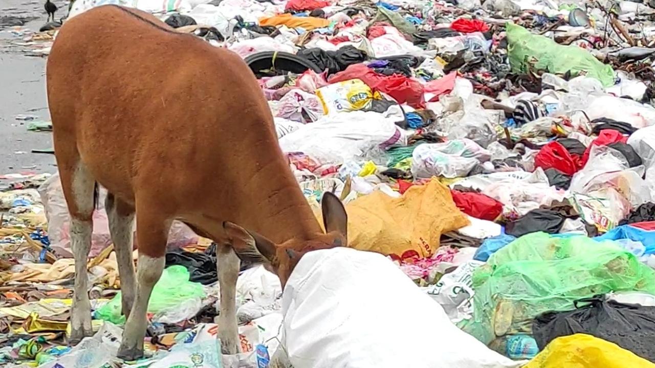 Sapi makan sampah berserakan di Kupang