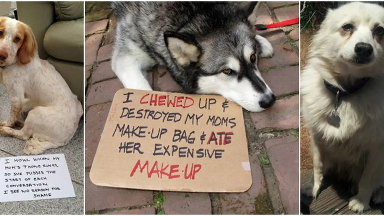(c) Dogshaming.com