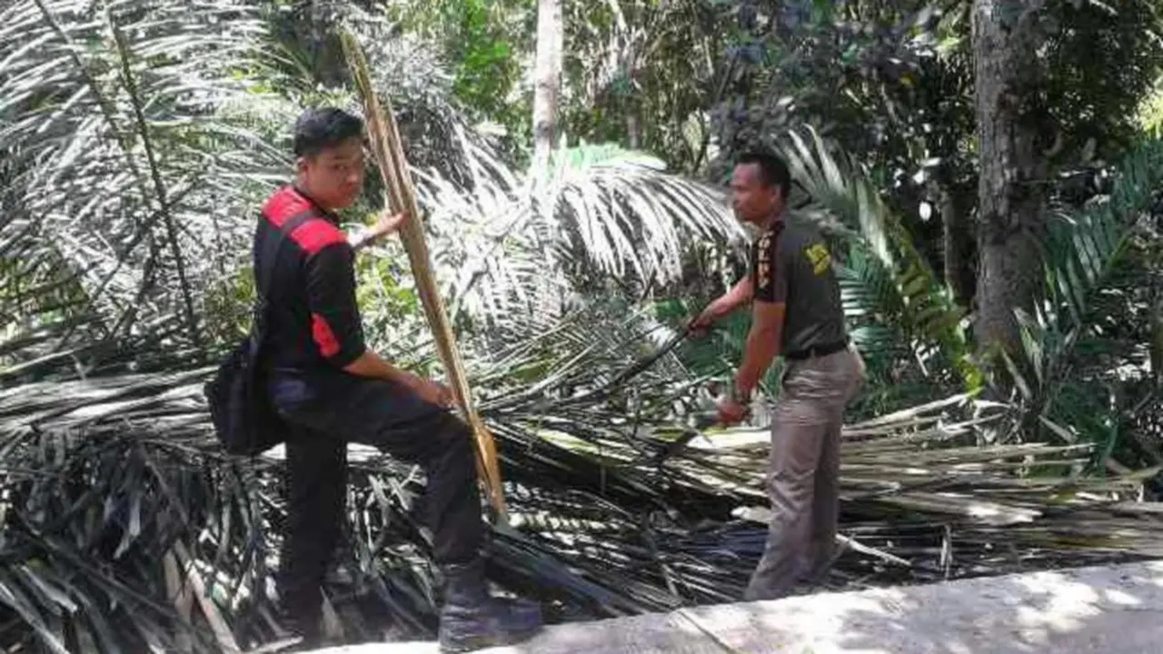 Tekan Kejahatan Miras Di Enrekang, Pohon Enau Jadi kambing Hitam
