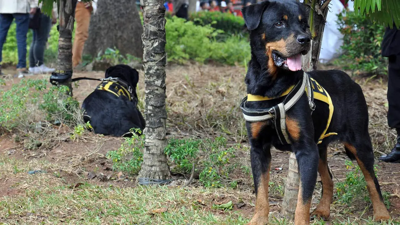 Anjing Ini Amankan MK Selama Sidang Gugatan Pilpres