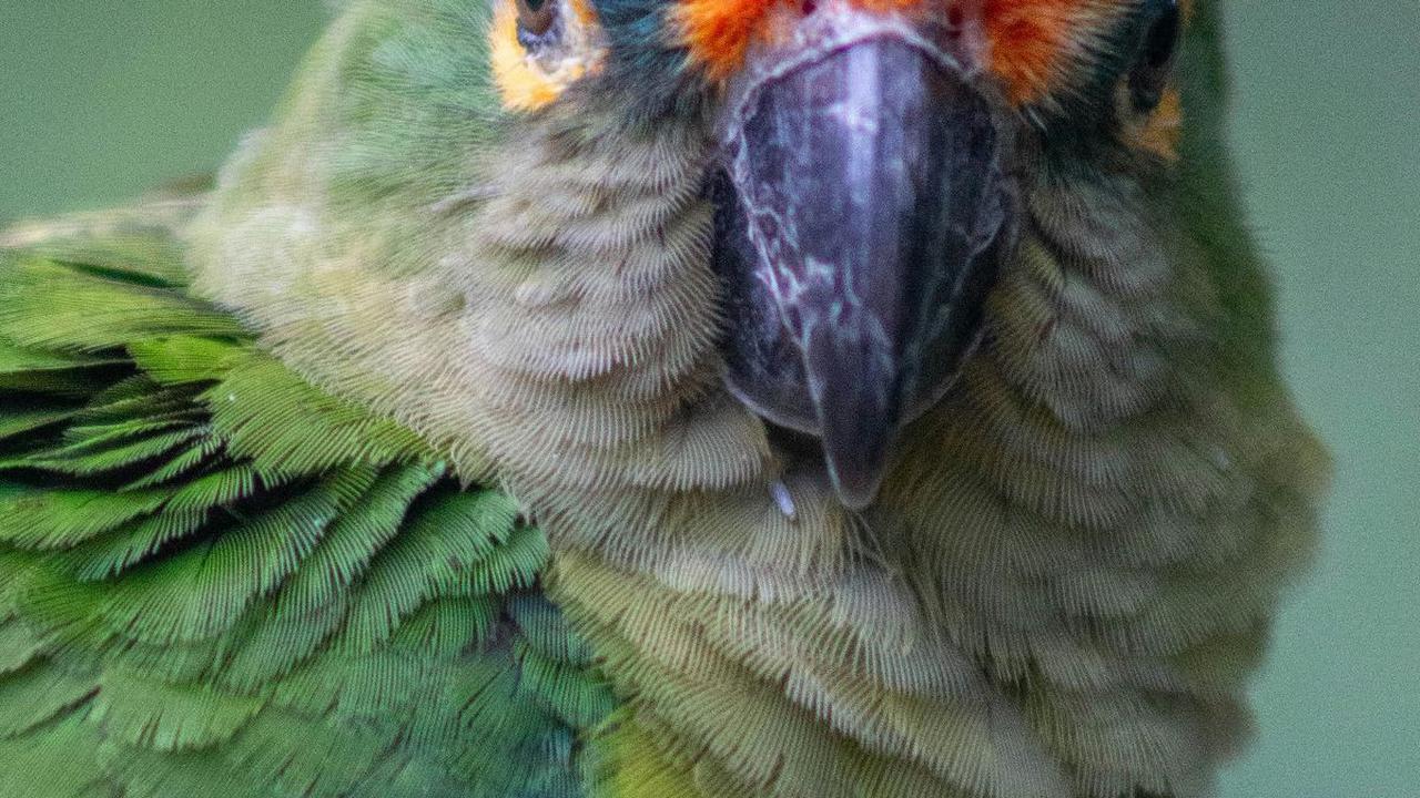 <b>Mealy Amazon Parrot</b>