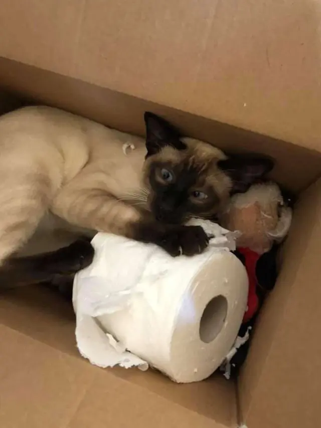 Kocak, Viral Kucing Nakal yang Terobsesi Menyiram Toilet