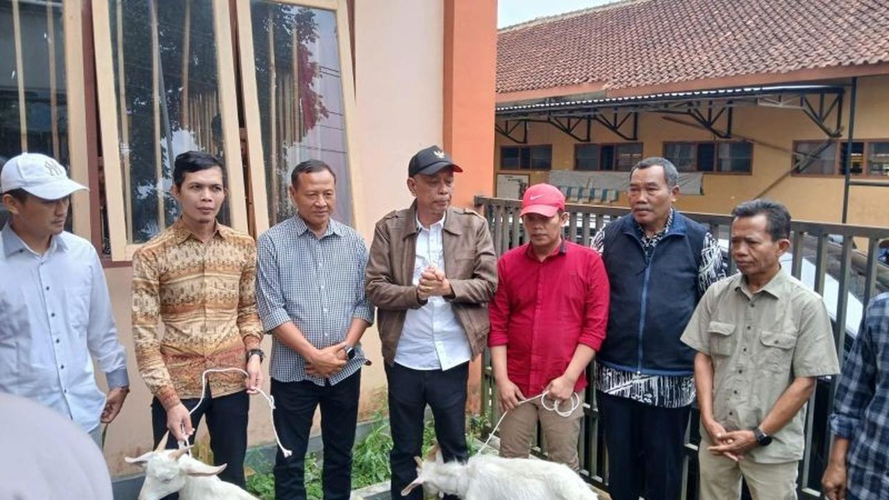 Fakta Unik Kambing Saanen, Kemensos Berikan Bantuan 25 Ekor untuk 6 Desa di Magelang