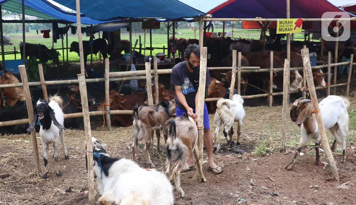 Pedagang mengikat hewan kurban yang akan di jual di Tangerang, Selasa (21/7/2020). Jelang Idul Adha 1441 H penjualan hewan kurban mulai bermunculan dan mulai banyak pesanan. (Liputan6.com/Angga Yuniar)