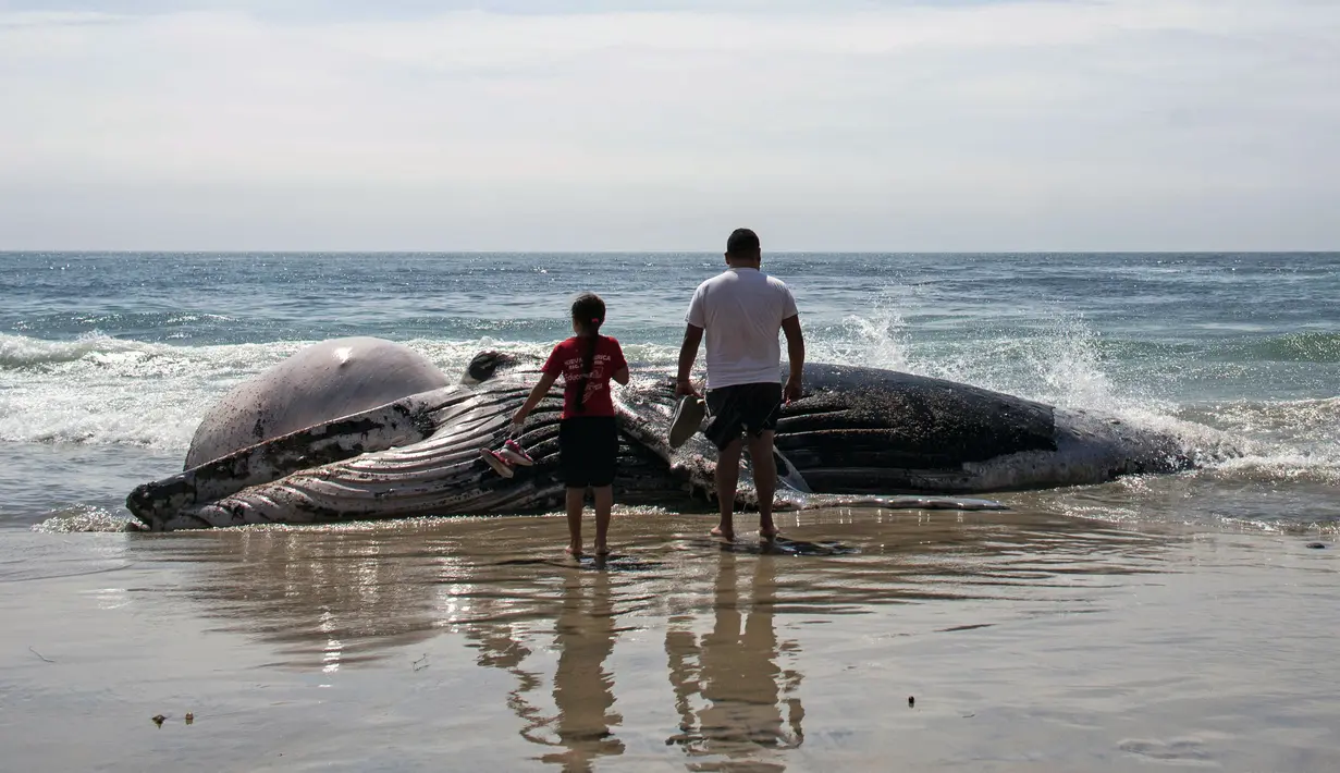 Warga berada di dekat bangkai paus kelabu di Pantai Maria Martha, Baja California, Meksiko (12/9). Bangkai paus dengan kondisi perut tersobek jadi perhatian warga sekitar di lokasi tersebut. (AFP Photo/Guillermo Arias)