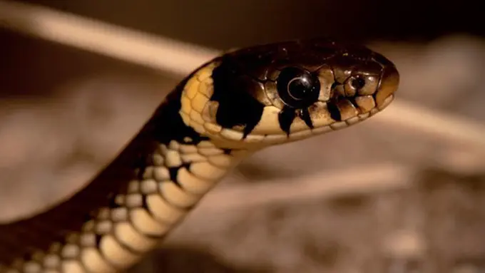 foto: copyright thinkstockphotos.com