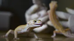 Tokek macan tutul saat diserahkan ke Balai Konservasi Sumber Daya Alam (BKSDA) Aceh di Banda Aceh, Senin, Senin (22/7/2019). Tokek macan tutul yang diserahkan berjenis High Yellow Leopard Gecko, Albino Leopard Gecko, Sunglow Leopard Gecko, dan Mack Super Snow Albino Gecko. (CHAIDEER MAHYUDDIN/AFP)