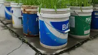 8 Cara Membuat Kebun Kangkung di Ember Cat Bekas Tanpa Pupuk Kimia, Mudah untuk Pemula