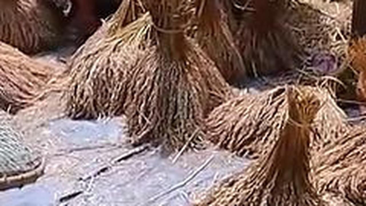 Potret warga desa bergotong royong menata padi sebelum dijemur dan nantinya disimpan di lumbung untuk dikonsumsi bersama keluarga.