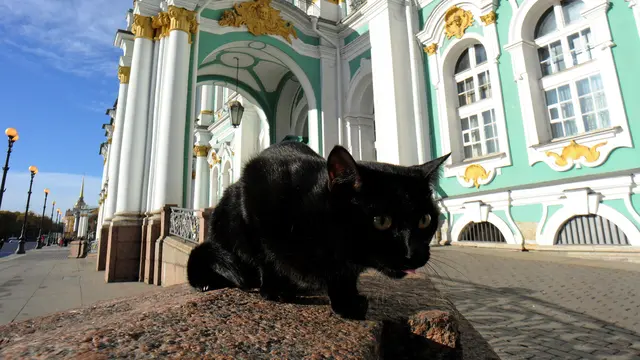 2015105-Unik, Kucing Ini Jadi Penjaga Museum di Rusia