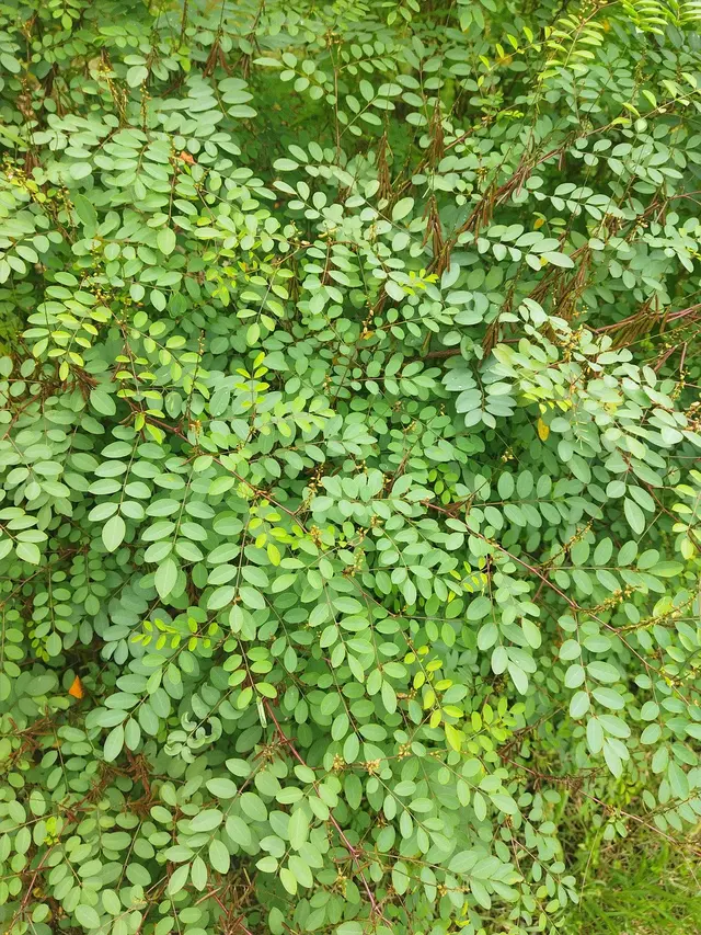Indigofera tinctoria