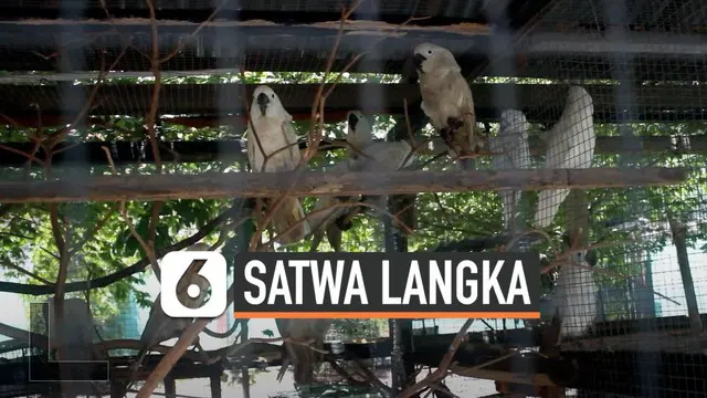 Sebanyak 85 ekor burung yang dilindungi berhasil disita dari sejumlah wilayah di Maluku Utara.