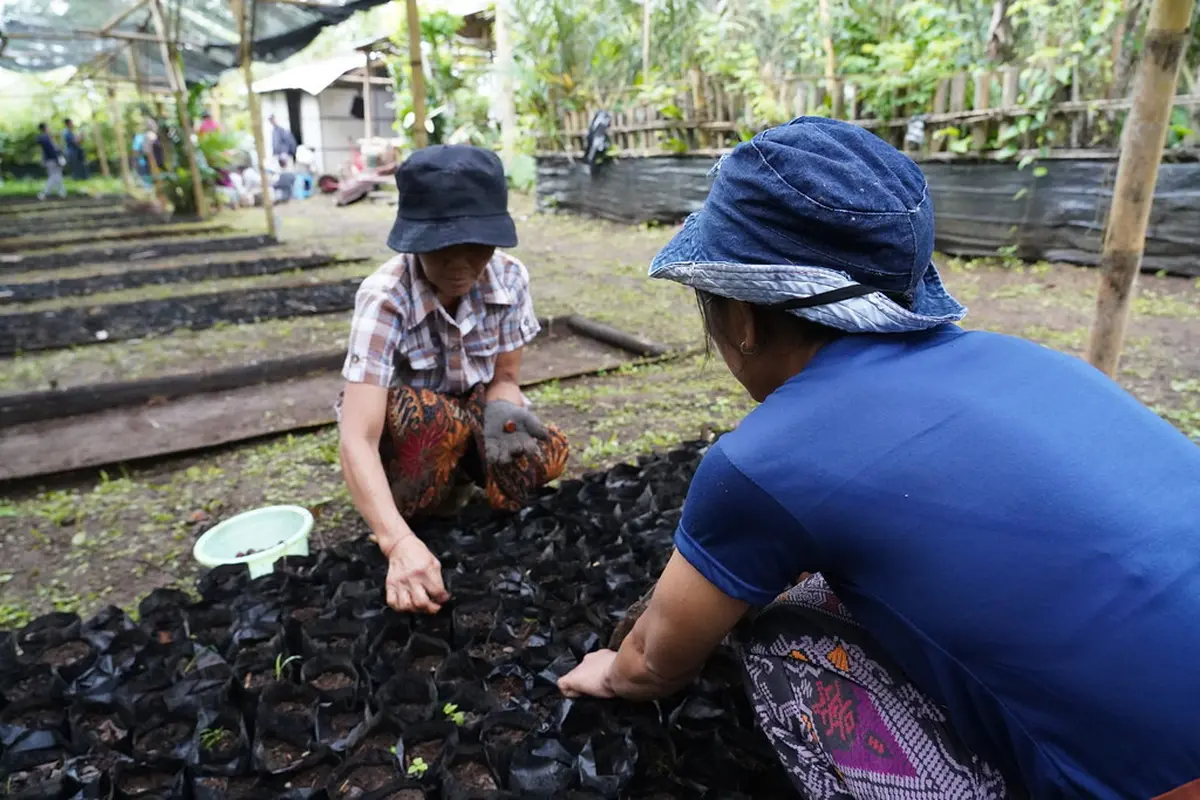 Sistem agroforestri di Karangasem -- wilayah terkering di pulau Bali -- mengintegrasikan budidaya buah salak, yang dikenal juga sebagai snake fruit karena kulitnya yang menyerupai kulit ular (Salak Agroforestry System in Karangasem, Bali).