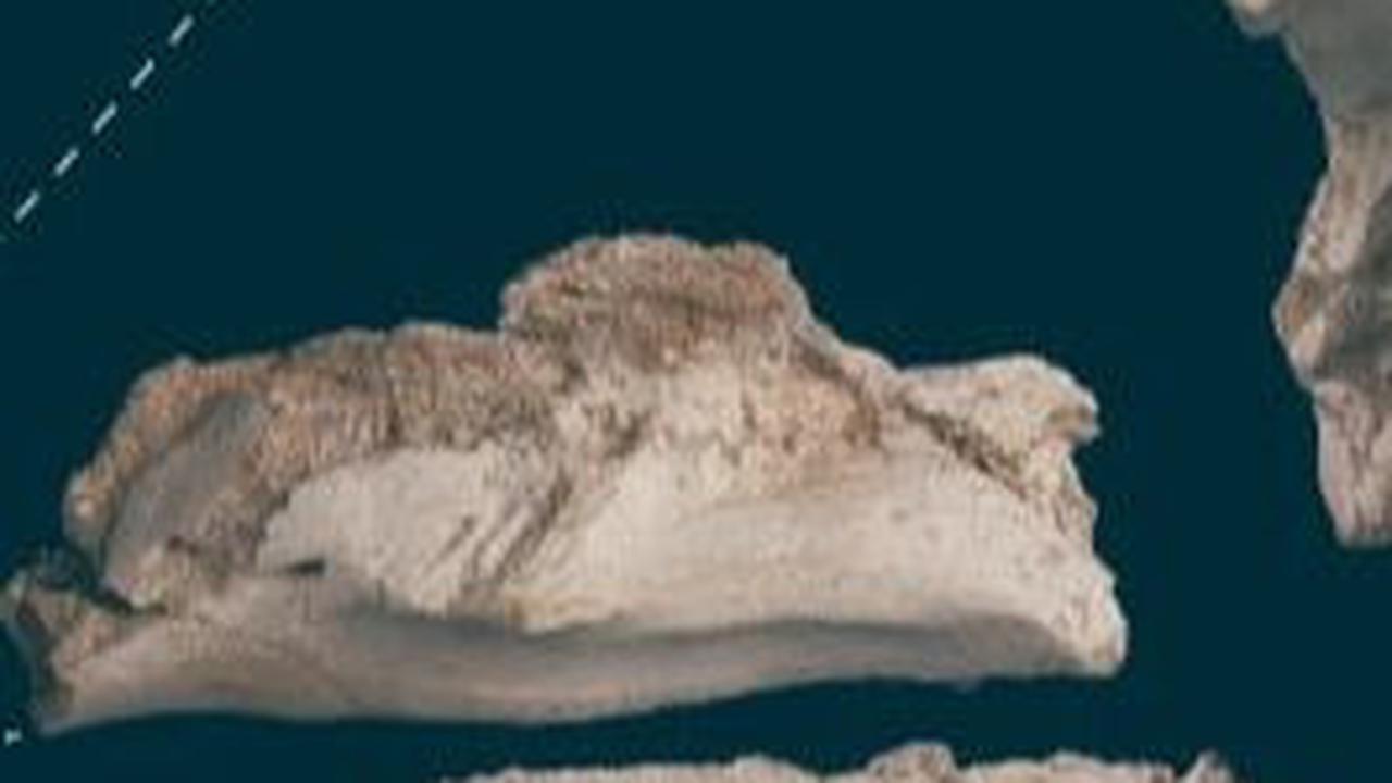 Penemuan Lambeosaurinae Hadrosauridae (Dinosaurus Paruh Bebek)<br>