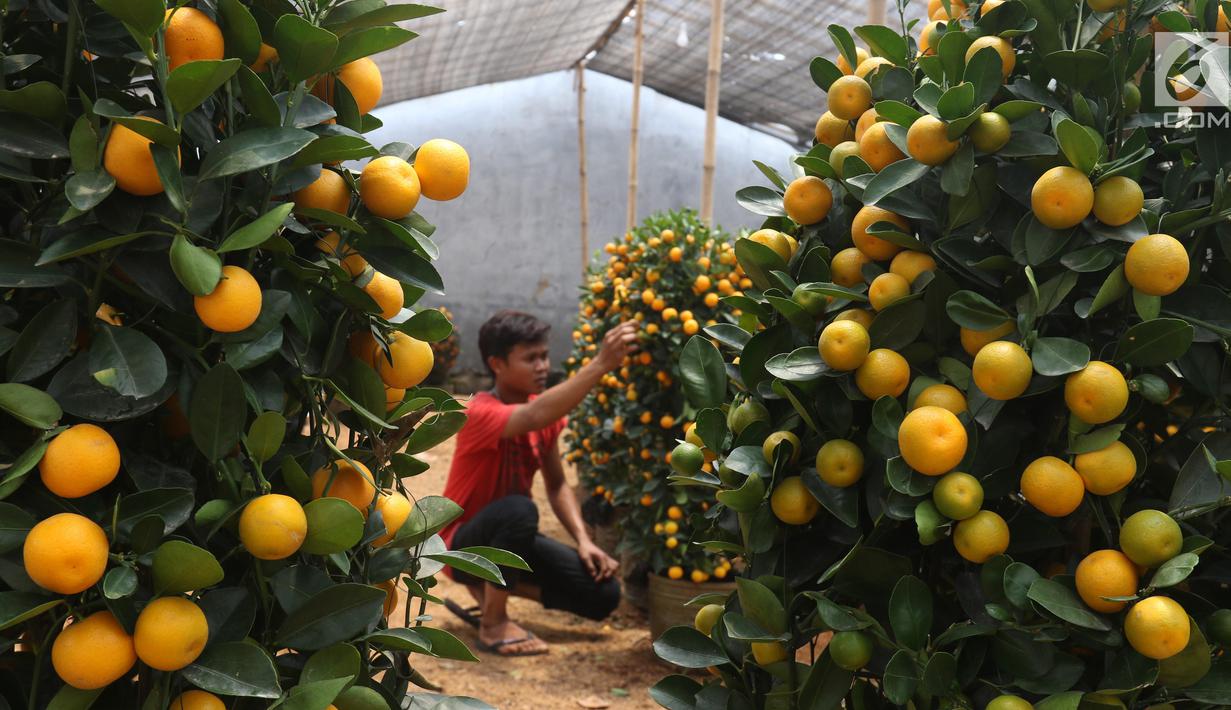Pekerja menata jeruk kim kit atau jeruk Imlek di Meruya, Jakarta Barat, Sabtu (26/1). Jeruk tersebut didatangkan langsung dari China. (Liputan6.com/Angga Yuniar)
