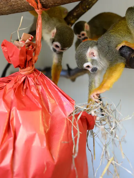 Kawanan  monyet tupai merobek paket natal berisi penuh makanan di kebun binatang de Pescheray, Prancis, Selasa (24/12/2019). Tak hanya manusia saja yang merayakan Natal, hewan  di kebun binatang ini disuguhi makanan lezat yang dibungkus dengan kado khas Natal.  (JEAN-FRANCOIS MONIER/AFP)