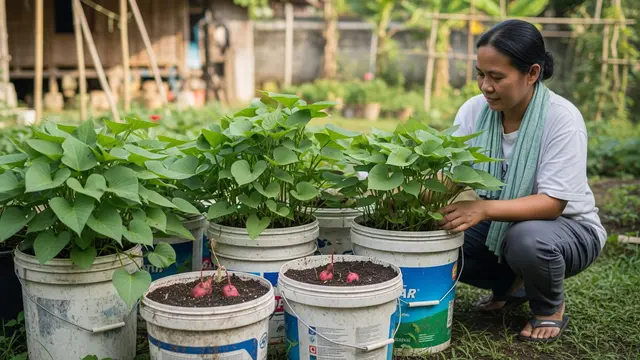 Inspirasi Taman Sayur Produktif untuk Komunitas Ibu Rumah Tangga