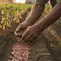 Cara Menanam Kacang Tanah agar Berbuah Lebat dari Benih hingga Panen Melimpah