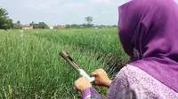 Pengukuran kualitas tanah di Brebes