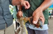 Respons Cepat BBKSDA NTT Tangkap Anak Komodo yang Masuk Rumah Warga
