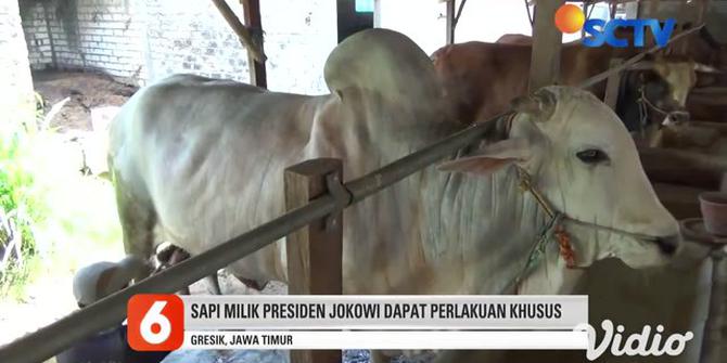 VIDEO: Jokowi Pesan Sapi Peranakan Ongole dari Peternak di Gresik