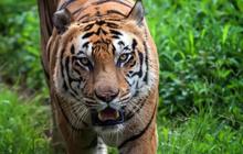 Unik, Negara Ini Malah Surplus Populasi Harimau Bukan Penduduk