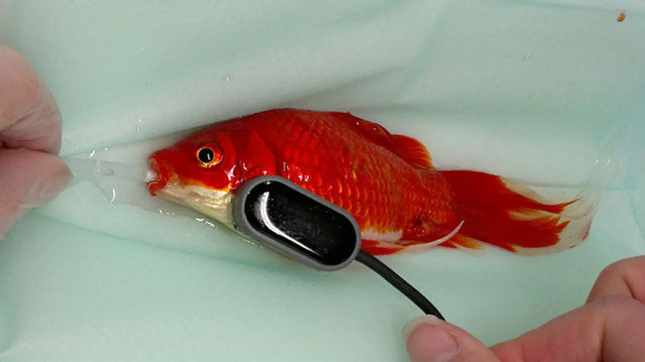 Ikan Mas Mungil Harus Dioperasi Karen Sembelit
