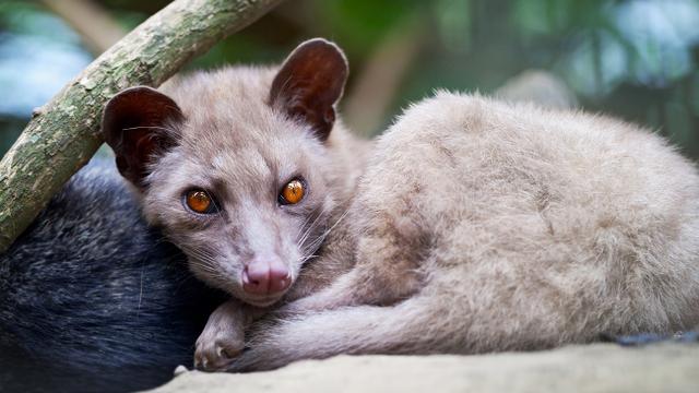 Kisah Dibalik Kopi Luwak yang Tak Banyak Diketahui