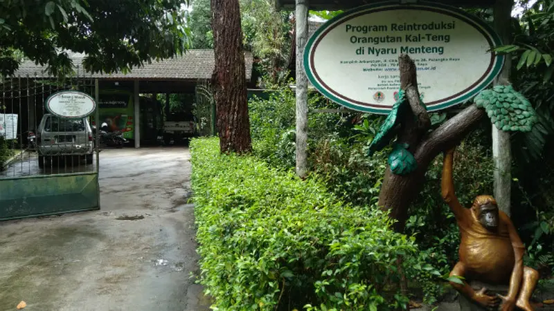 Orang Utan di Palangka Raya