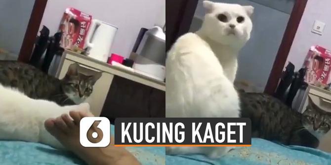 VIDEO: Bingung, Kucing Kaget Dikerjain Majikannya