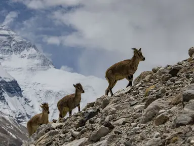 Kawanan domba biru terlihat di Cagar Alam Nasional Gunung Qomolangma di Daerah Otonom Tibet, China barat daya, pada 29 April 2020. (Xinhua/Purbu Zhaxi)