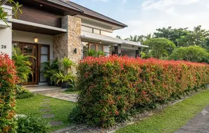 14 Tips Menanam Pucuk Merah di Tanah agar Tumbuh Rimbun dan Rapi, Bisa Jadi Pagar Hidup yang Menawan