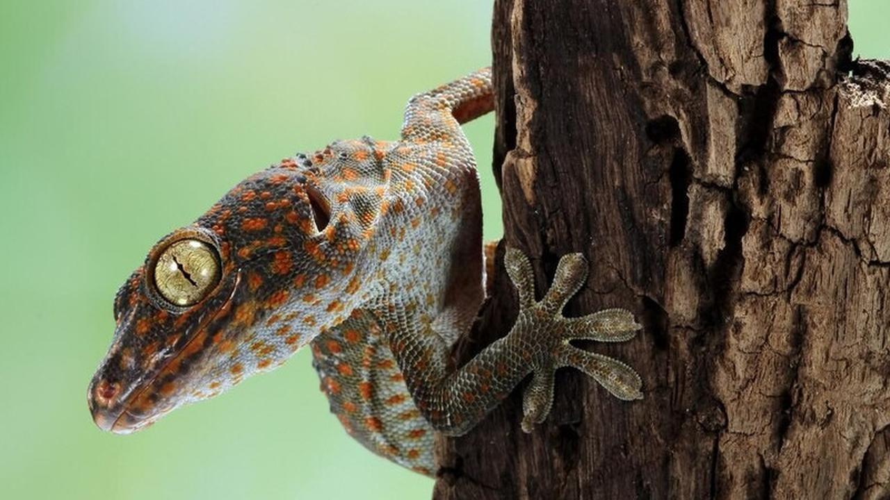 Ciri-Ciri Rumah yang Menjadi Favorit Tokek untuk Bersarang, Waspadai Tanda Ini!
