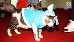 Bandi pemenang kucing mirip Bobby The Cat milik capres Prabowo Subianto saat mengikuti lomba di DPP Partai Gerindra, Jakarta, Sabtu (9/3). Acara Sahabat Bobby dan Lembaga Komunitas Penyayang Kucing Prabowo Sandi (KPKPS). (Liputan6.com/Herman Zakharia)