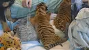 Petugas memeriksa keadaan anak harimau di Taman Botani dan Kebun Binatang Cincinnati, AS, Kamis (9/3).Pihak kebun binatang menjadikan seekor anjing untuk menjadi ibu asuh dari ketiga anak harimau yang ditolak ibu kandungnya. (Dawn Strasser / AP)