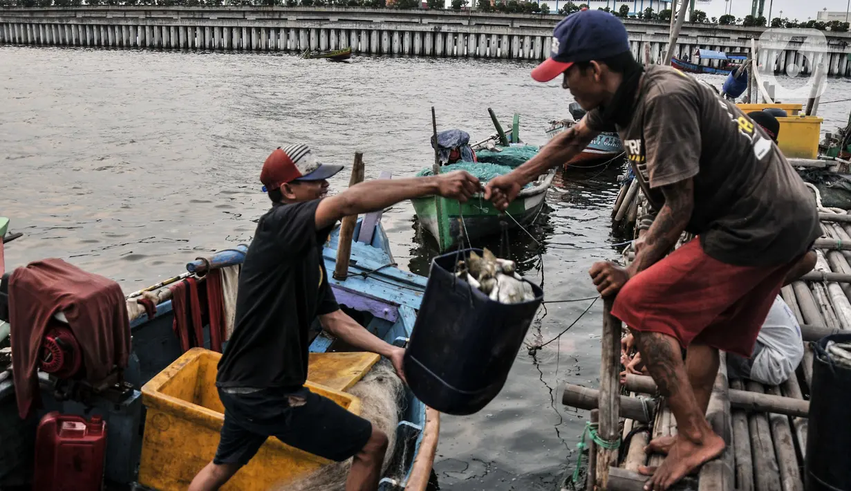 Nelayan memindahkan ikan dalam wadah di kawasan pesisir Kalibaru, Cilincing, Jakarta Utara, Senin (19/9/2022). Para nelayan di kawasan Cilincing mengeluhkan kebijakan pemerintah menaikkan harga bahan bakar minyak (BBM) bersubsidi jenis solar. (merdeka.com/Iqbal S. Nugroho)